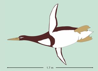 An artist's interpretation of Kumimanu biceae, the second-largest penguin on record.