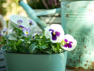 pansies in container and watering can