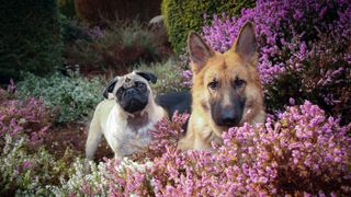 Pug and German Shepherd sitting outside in amongst pink and white heather