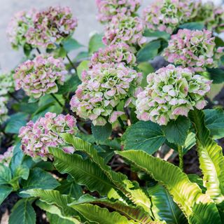 Close up of pink-green hydrangea flowers on plant