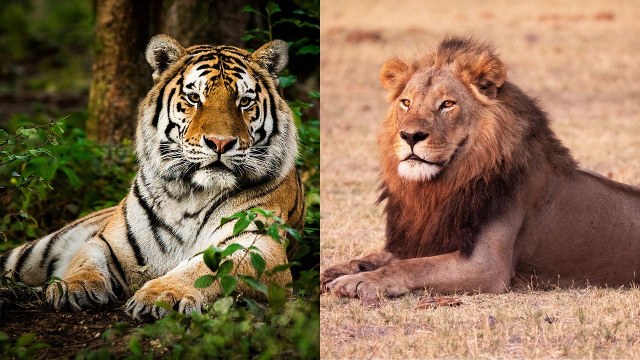 What's the difference between a lion and a tiger?