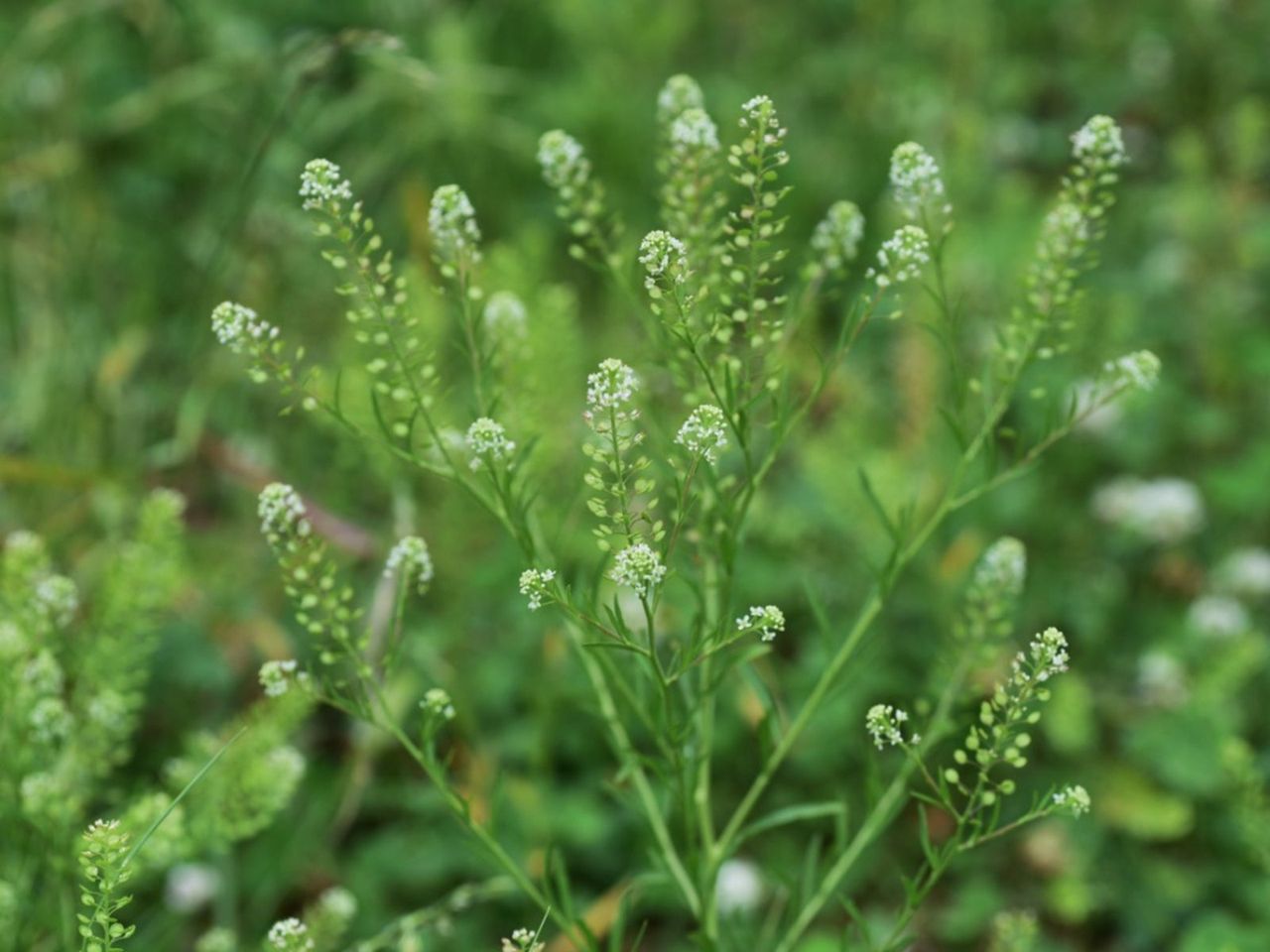 Peppergrass Plant