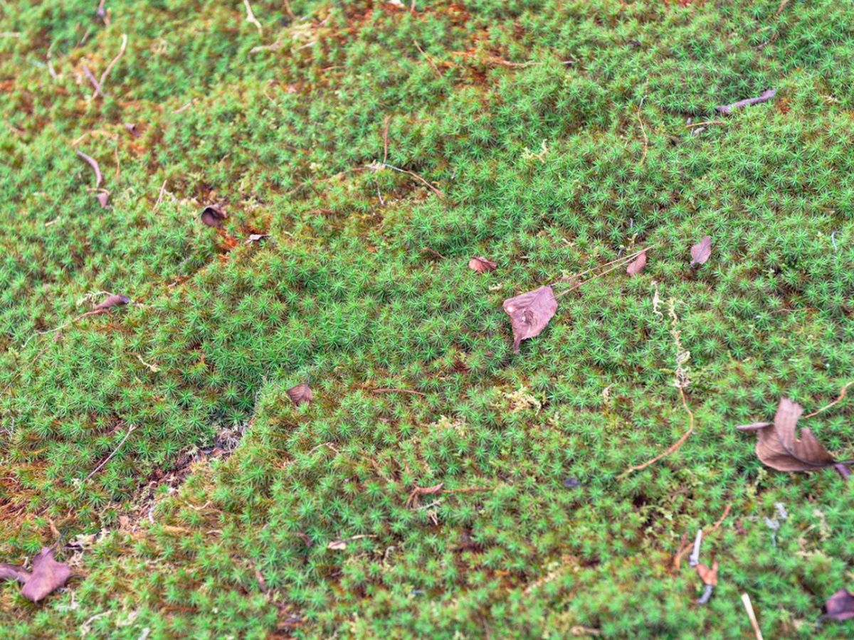 Northwest Lawn Options Replacing Lawns In The Pacific Northwest