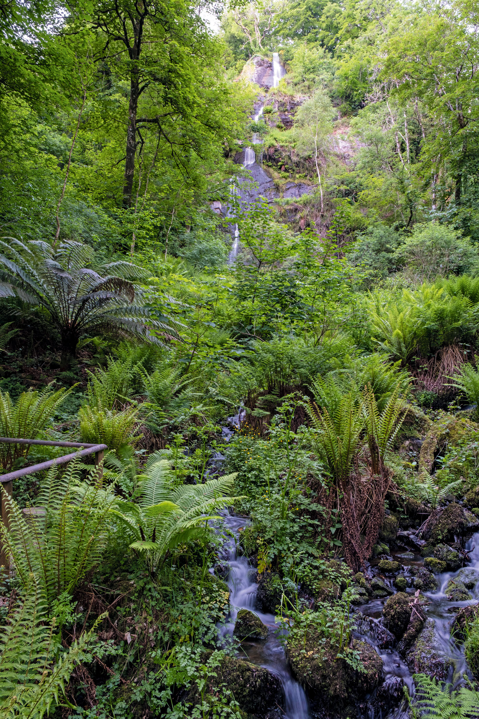 The fernery at Canonteign Falls, Devon, as seen in Country Life in April 2026