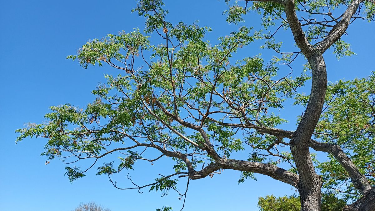 Motorola Edge 20 Fusion camera samples