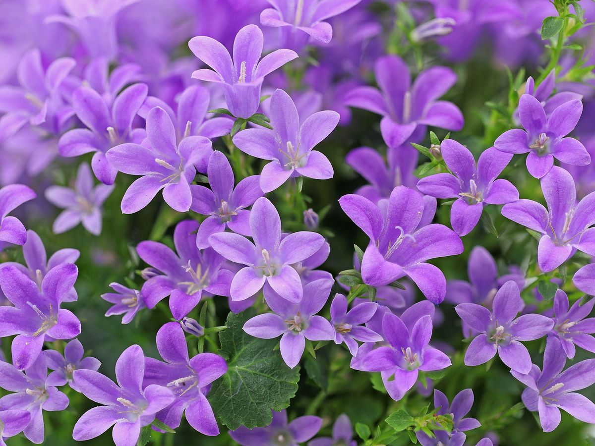 Bring On The Bellflowers: Campanula Varieties For Every Garden ...