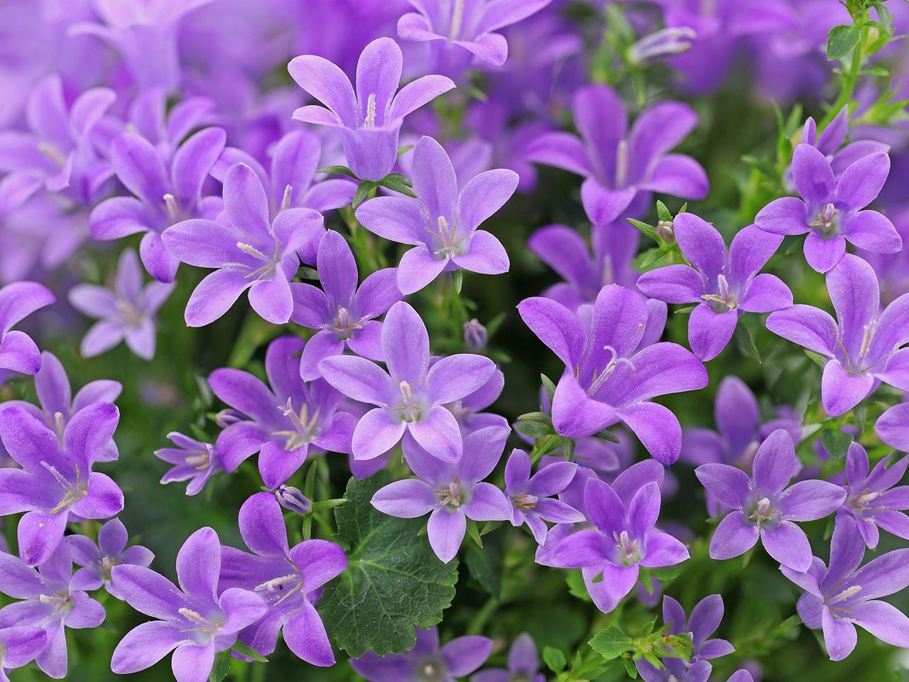 campanula portenschlagiana flowering in summer border