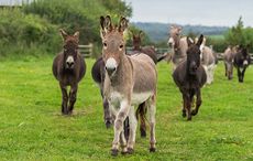 The-Donkey-Sanctuary-1.jpeg