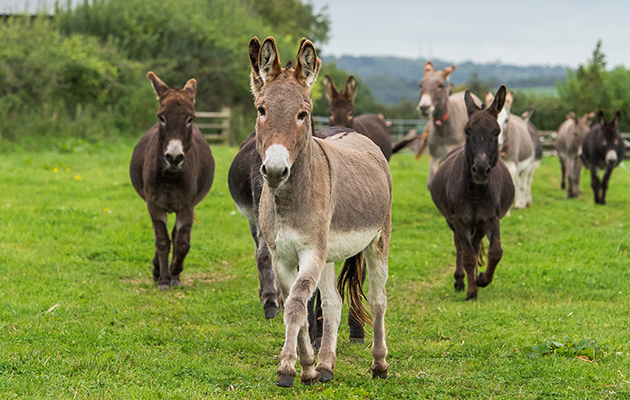 The-Donkey-Sanctuary-1.jpeg