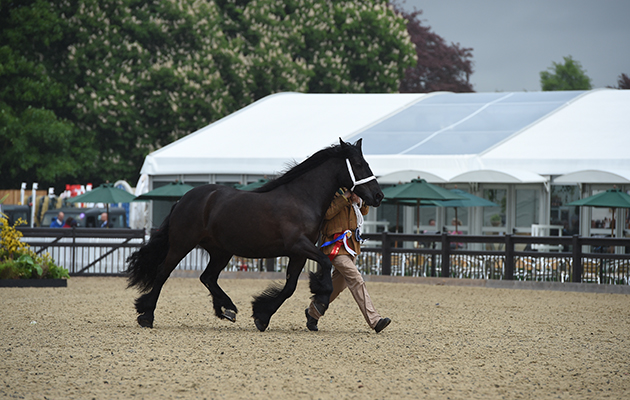 Lauren Beaumont showing STUFFYNWOOD PRIMROSE, during the Land Rover M&amp;amp;M Supreme In Hand Championship at the Royal Windsor Horse Show in the private grounds of Windsor Castle in Windsor in Berkshire in the UK between 10th-14th May 2017