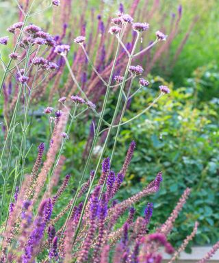 verbena and salvia and plants to use in naturalistic planting design