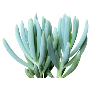 Senecio Blue Chalk Sticks Succulent from Amazon