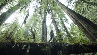 A hiker walks on a fallen tree at redwood national park