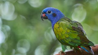 Pionus Parrot