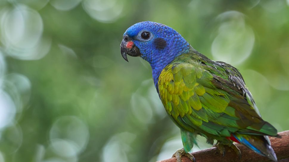 32 types of pet birds you might want to consider | PetsRadar