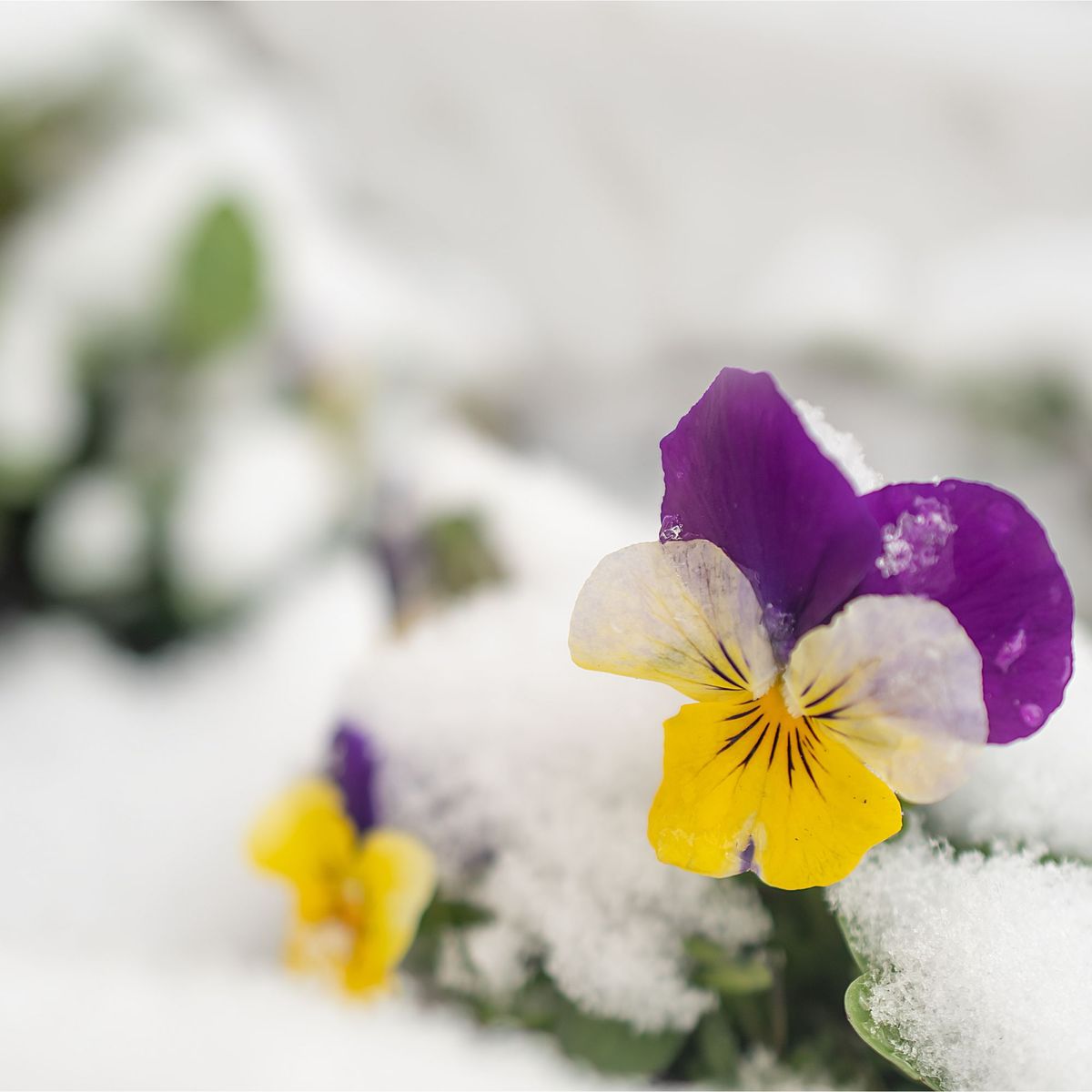 クリスマスに色とりどりの花が欲しいなら、今すぐ植えるべき22の冬の花