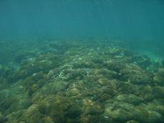 colder water, coral reefs discovery