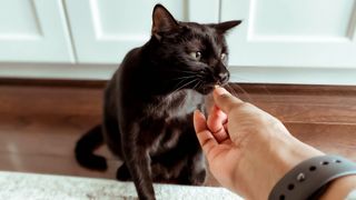 Can cats eat dog treats? Black cat being fed a treat by owner