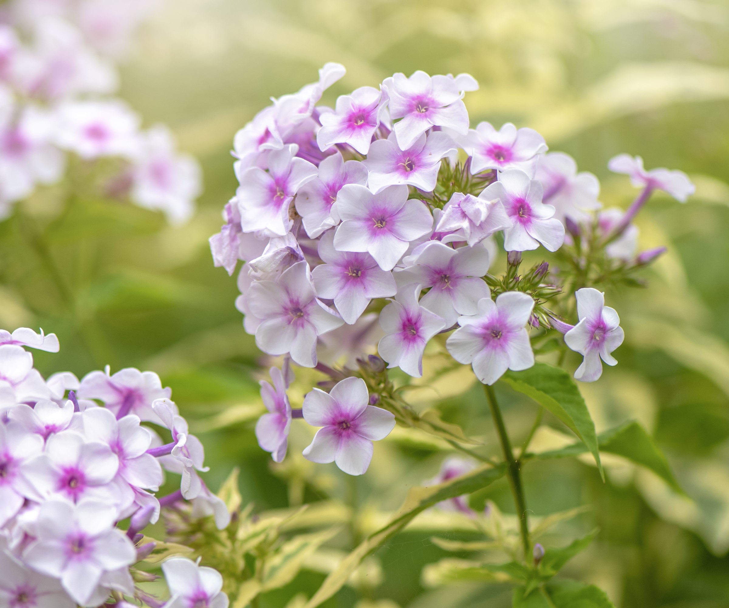 Pink and white phlox flowers