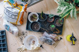 Small pots of soil