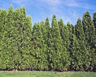 evergreen leyland cypress hedge