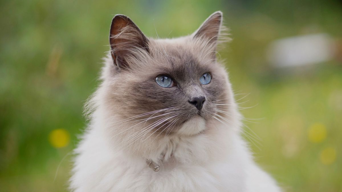 Ragdoll cat: Breed profile