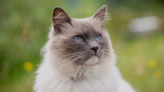 Ragdoll cat with blue eyes in a field