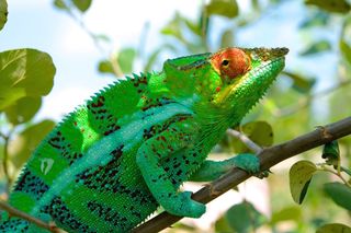 panther chameleon, new species