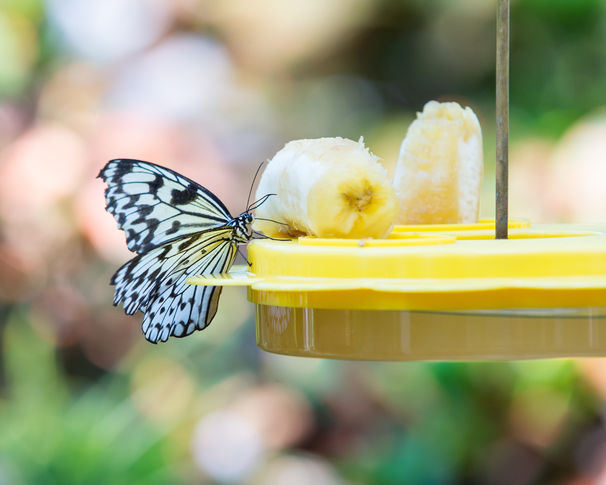 Butterfly on butterfly feeder with banana on it