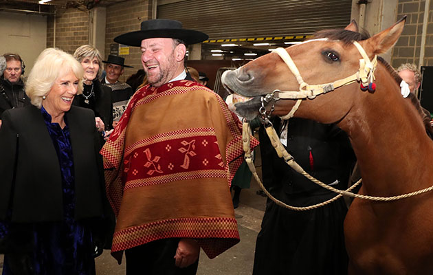 …but this Chilean horse doesn’t know what all the fuss is about?