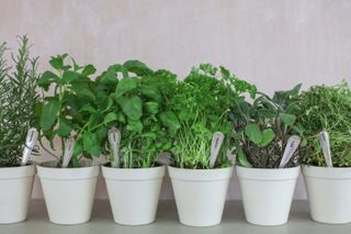 herbs planted up on a kitchen worktop for a kitchen garden