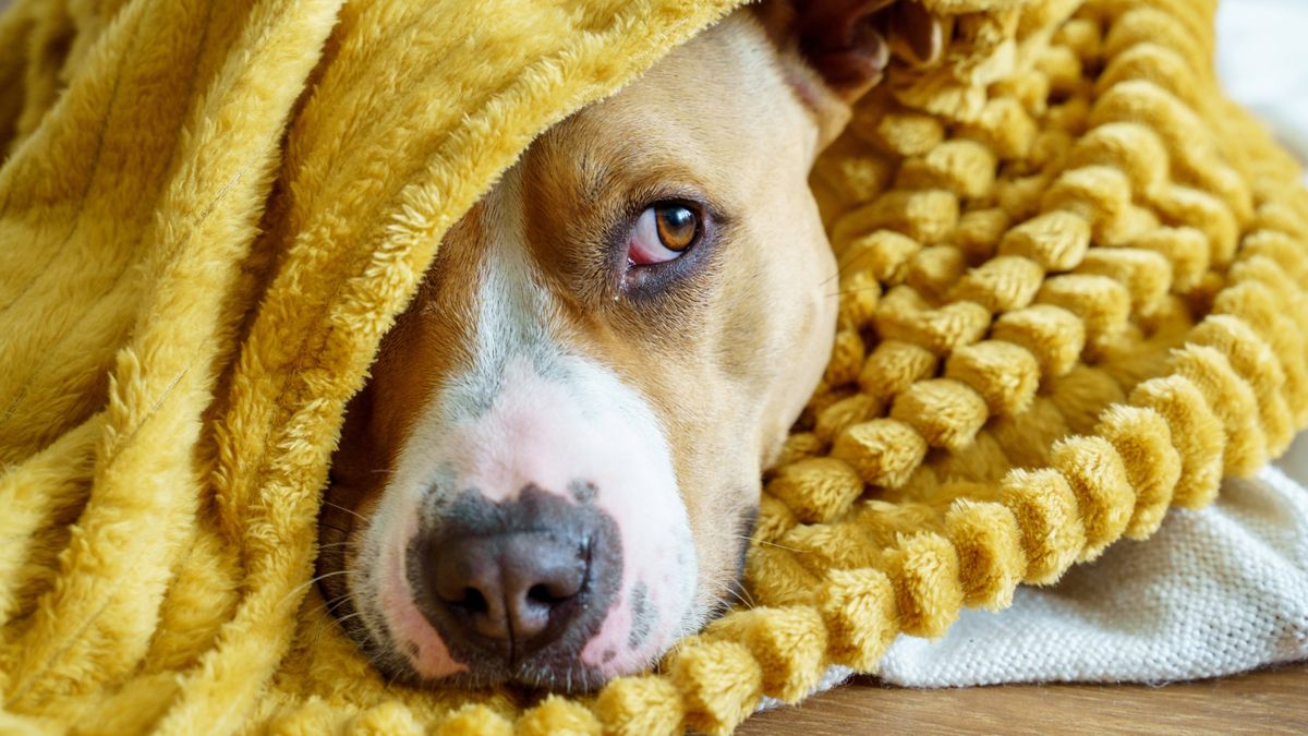 Dog hiding in a blanket