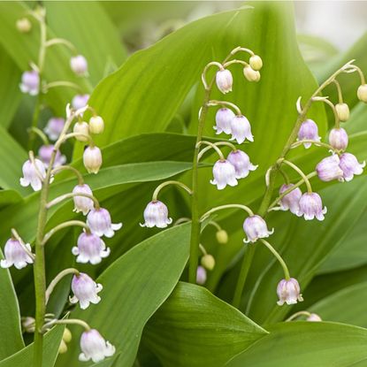 Pink and white lily of the valley flowers