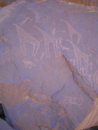 Giraffes and other animals not currently found in this part of the desert, which suggests the area was wetter in the past.