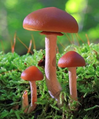 mushrooms wild funeral bell fungi growing wild