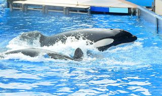 The killer whale "Tilikum" performs in a show at SeaWorld on March 30, 2011, in Orlando, Florida.