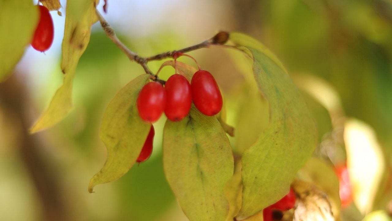 dogwood seed