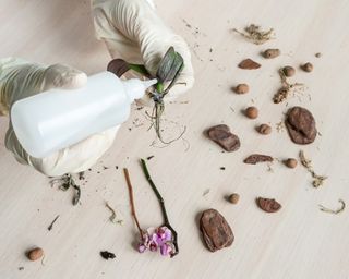 Treating orchid for root rot