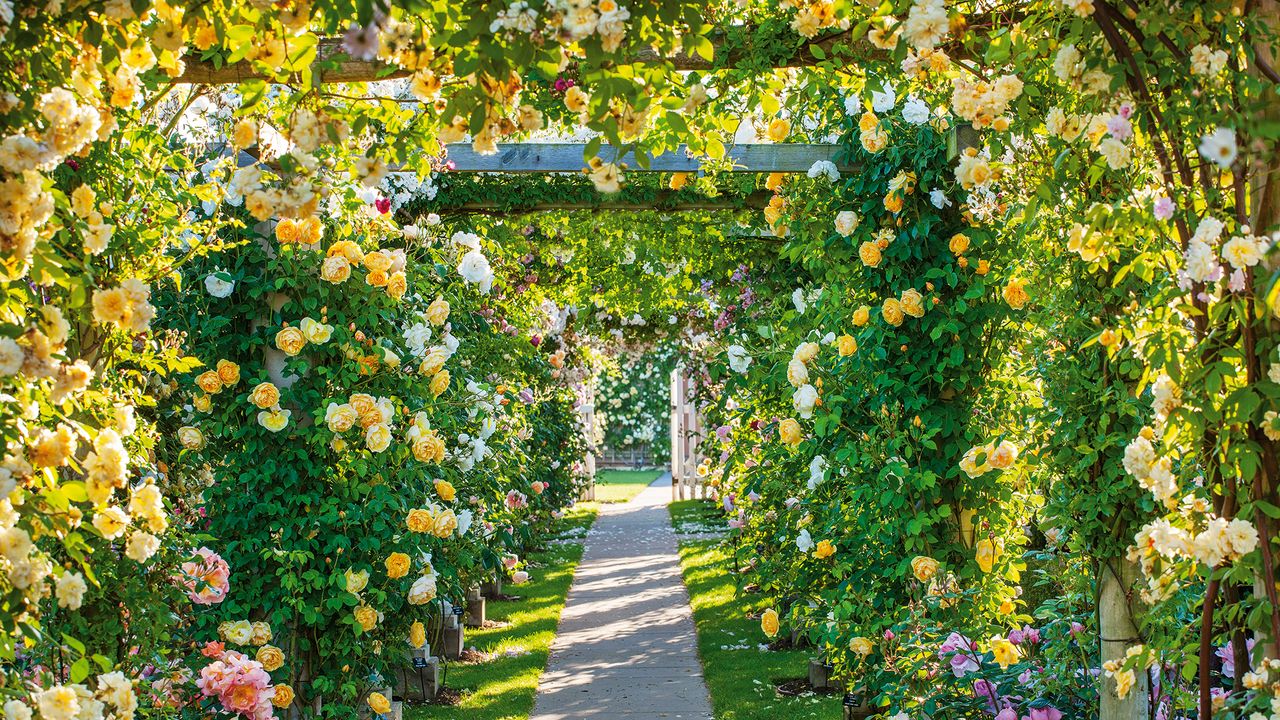 How to prune climbing roses – Walkway of climbing roses