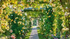 How to prune climbing roses – Walkway of climbing roses