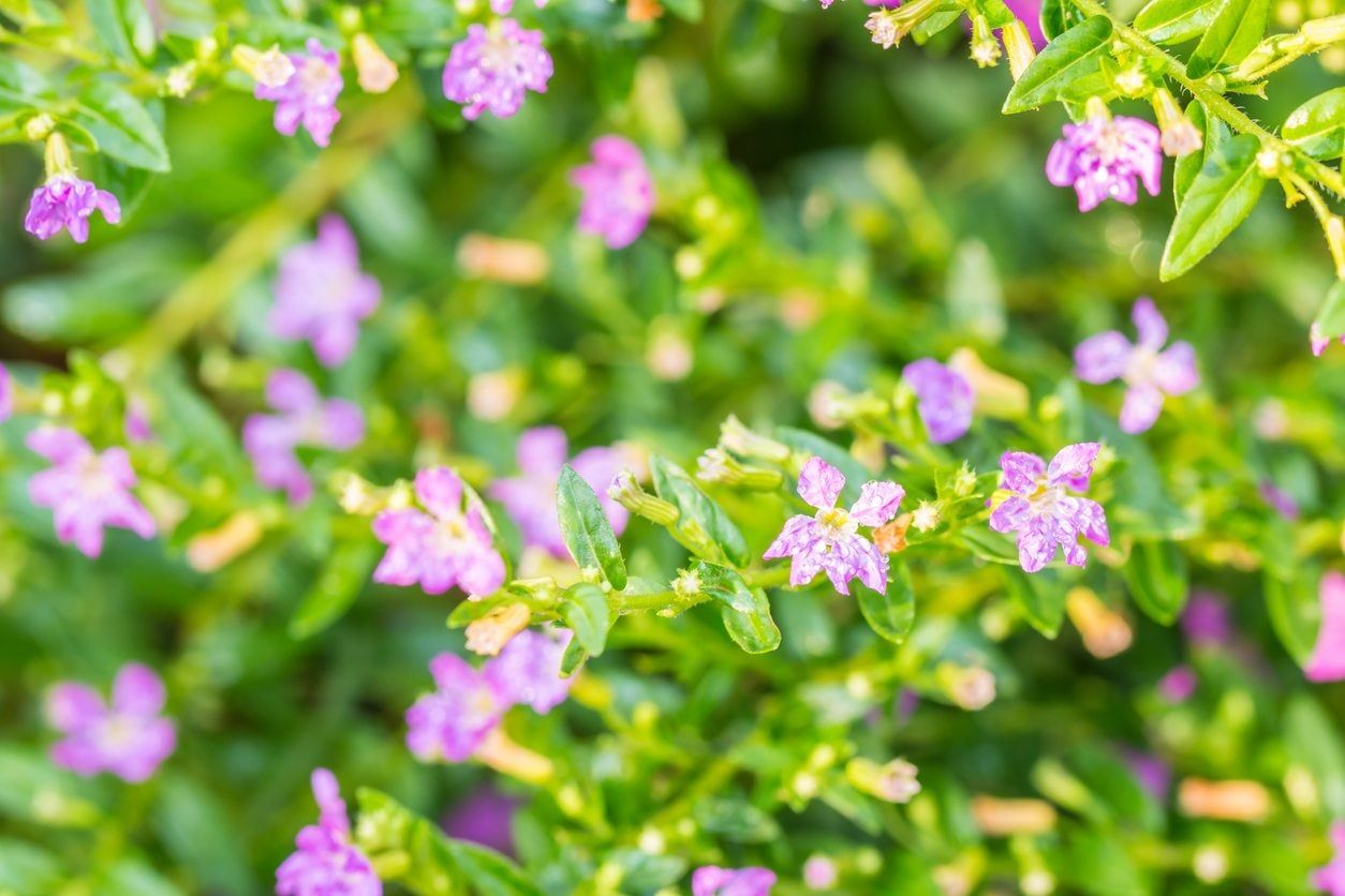 Tiny Purple Flowers On Mexican Heather Plants