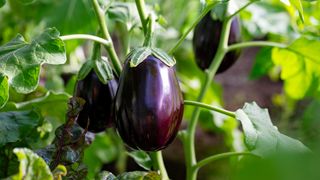 Aubergine plant