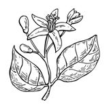 Bergamont plant illustration