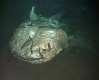 whale shark carcass