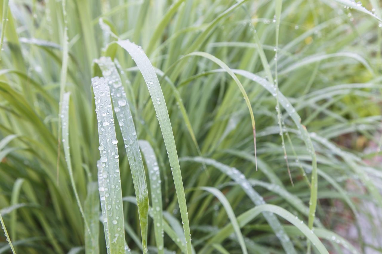 lemongrass watering