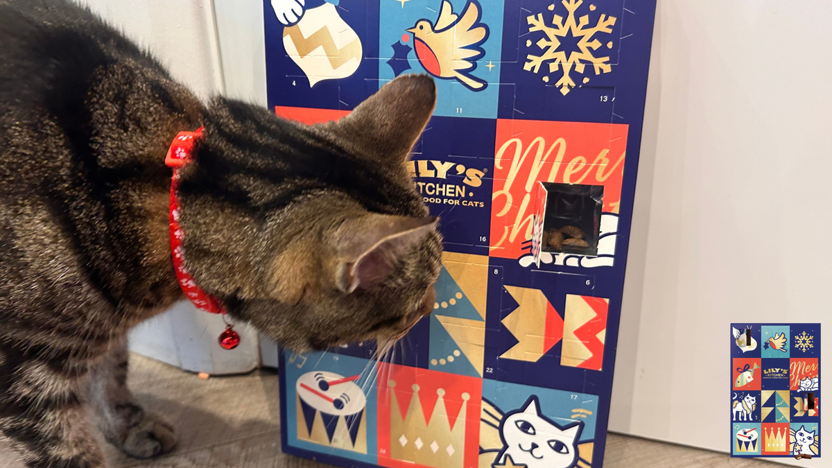 Chilli sniffing out the treats in window 1 of Lily's Kitchen Cat Advent calendar, one of the best Advent calendars for cats