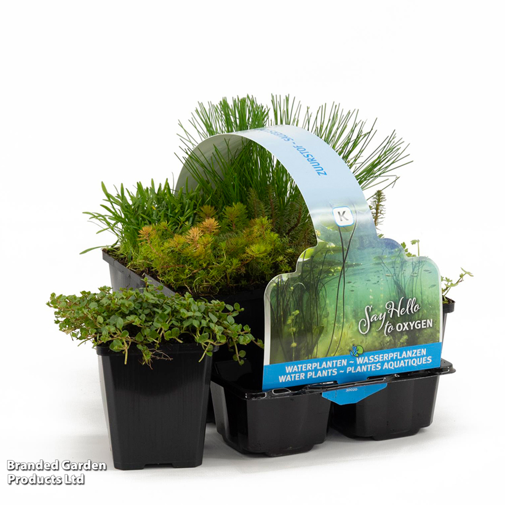 Oxygenating Pond Plant Collection