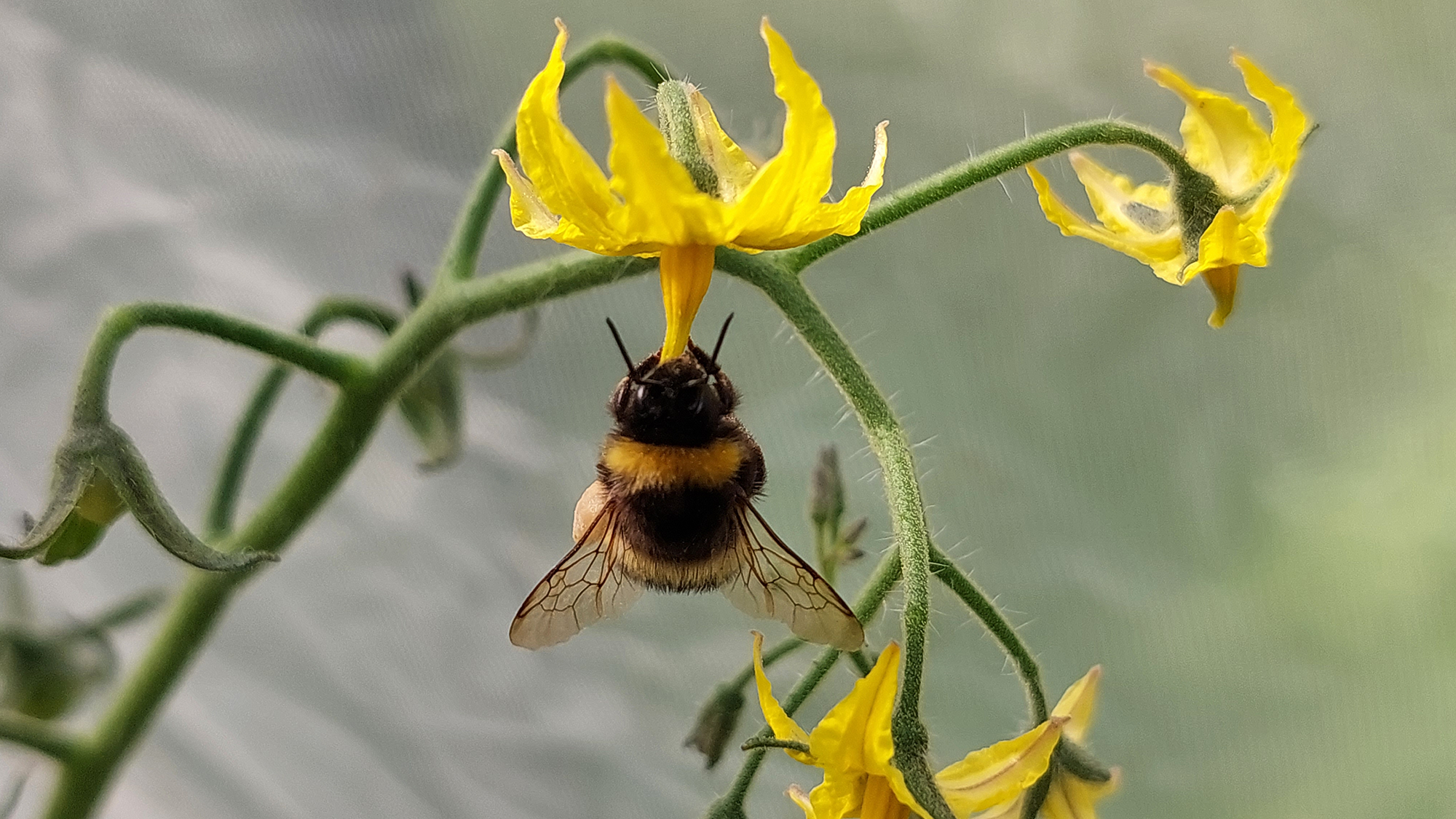 Bee pollinating tomato flower