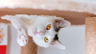 Cat playing on a cat tree