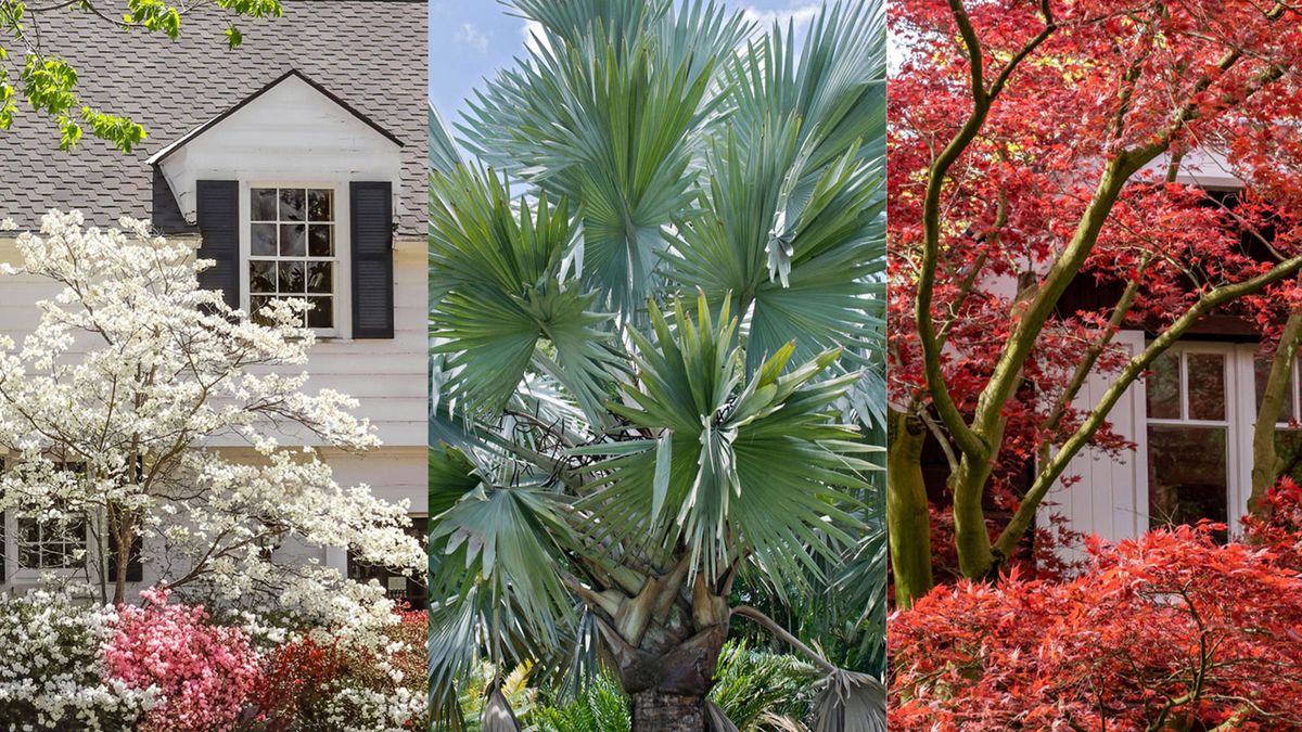 8 of the best low-maintenance trees to make a front yard look expensive